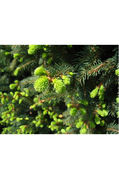 Picea abies Cupressina 